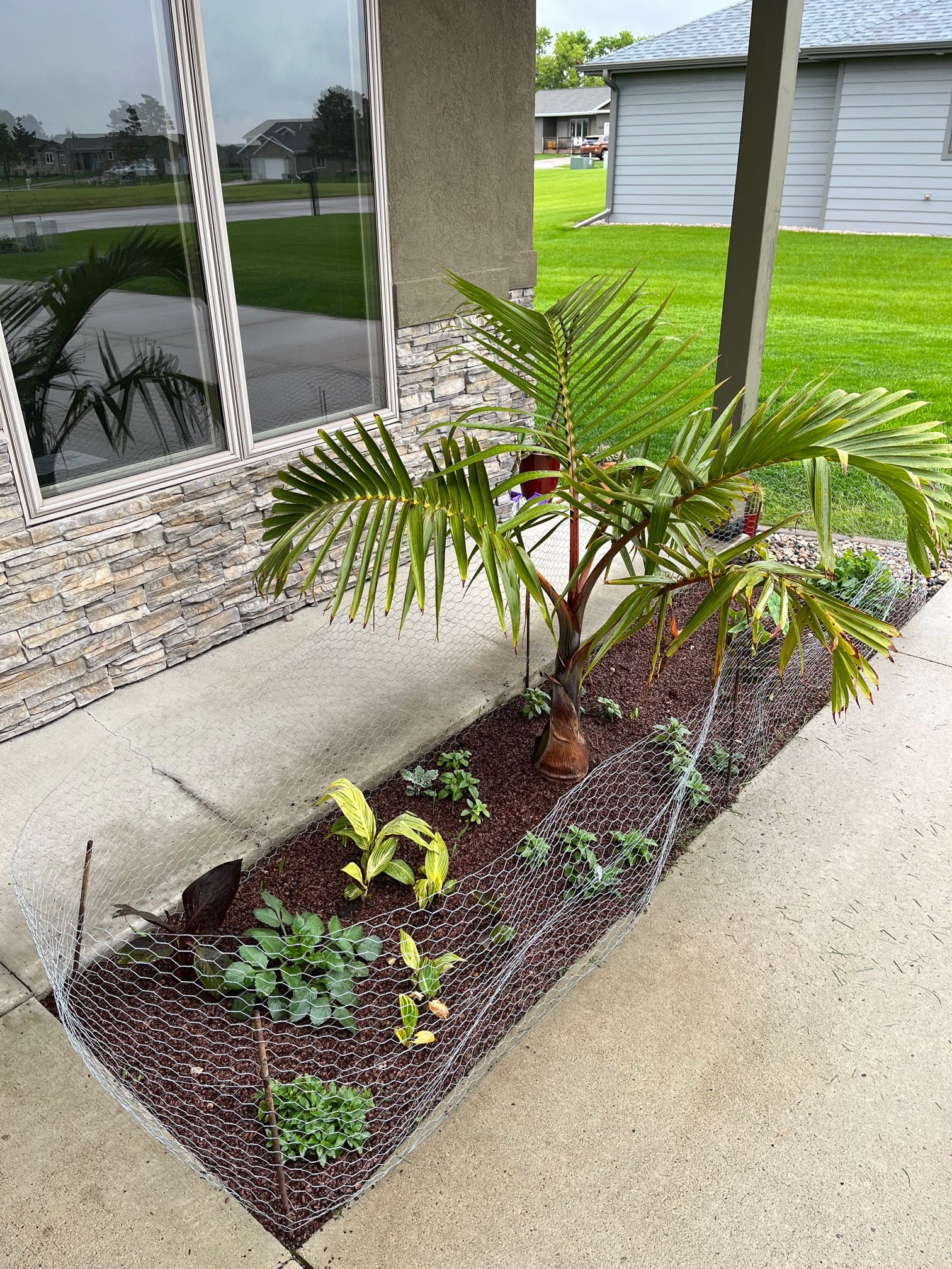 Cocoa hull mulch (06/04/22) Dr. Gardener Newsletter