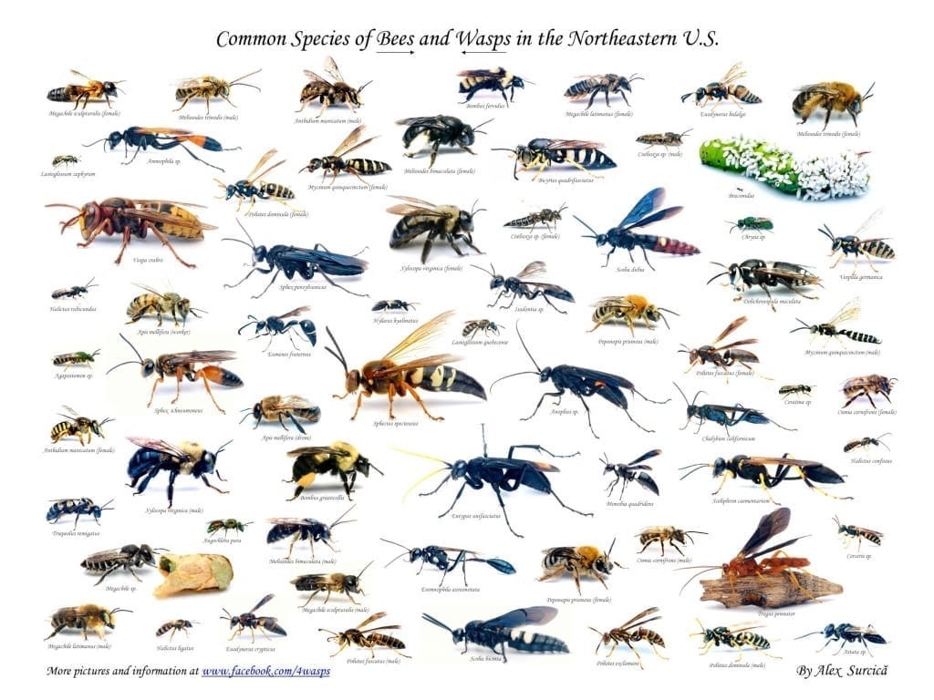 Different types shop of wasps