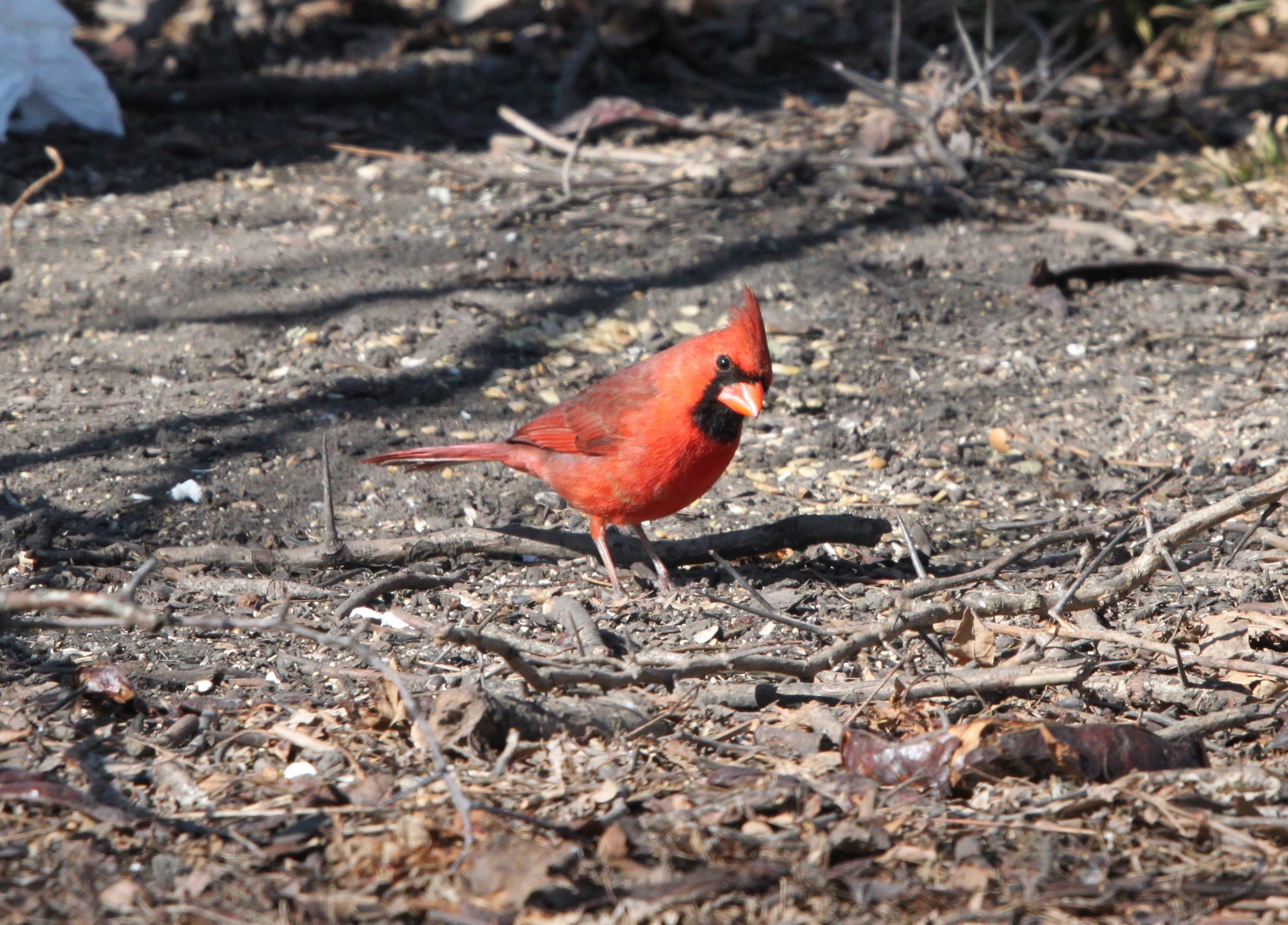 Cardinal cheap bird ring