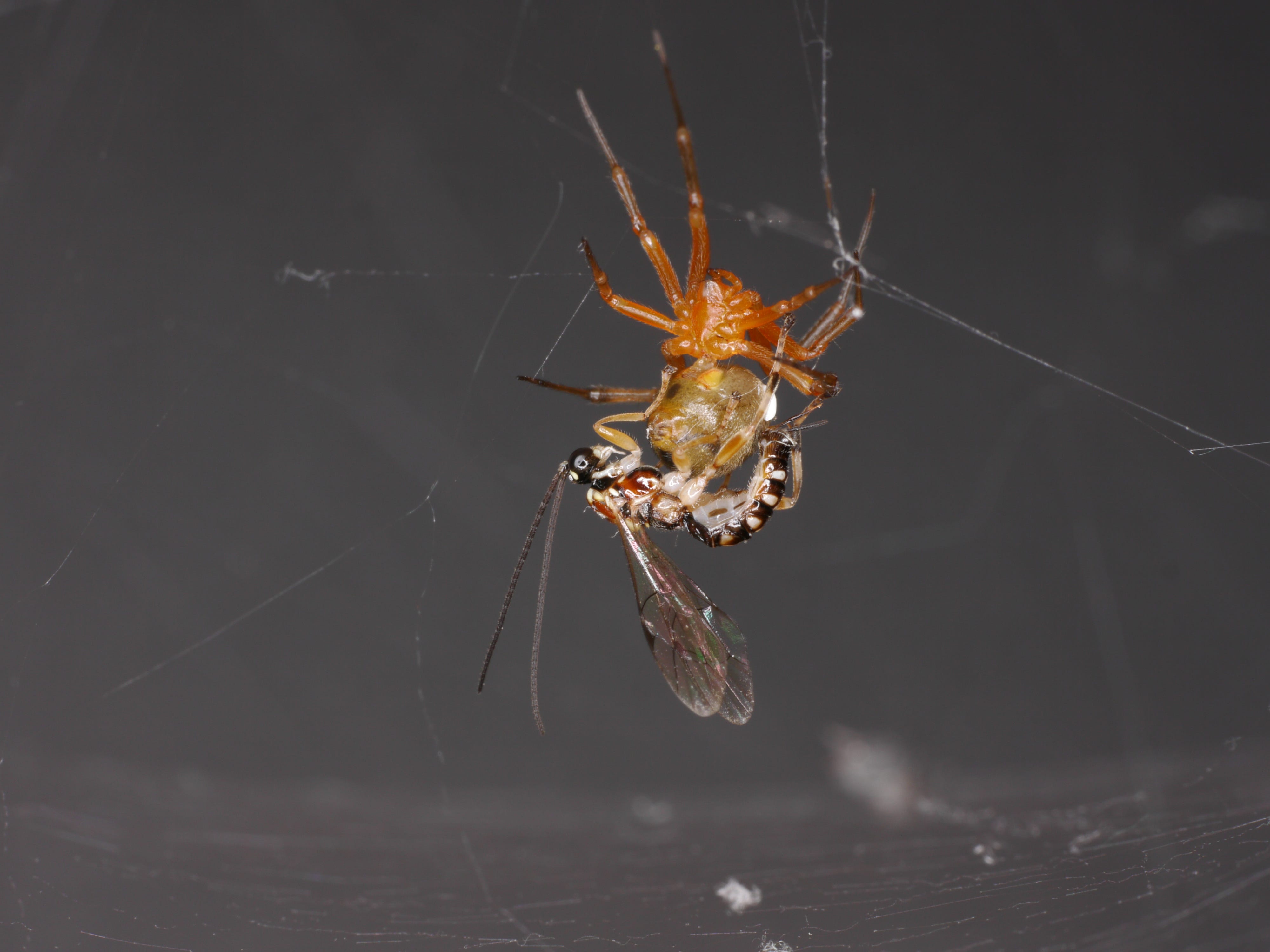 Apanas Insect ¿Cómo caza una manada de arañas? - by Ángel León Panal