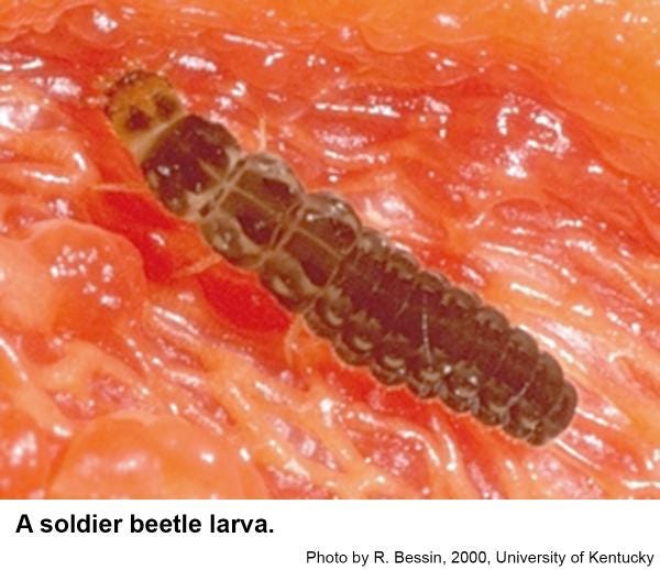 What's That Critter in My Compost & Worm Bins?