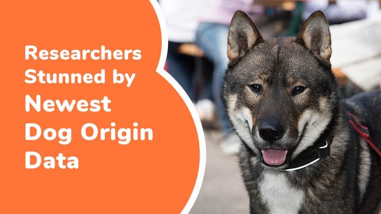 Japanese wolf dogs sale