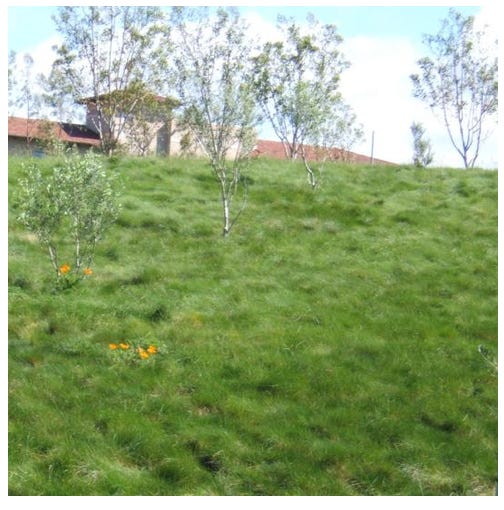 Delta bluegrass no new arrivals mow