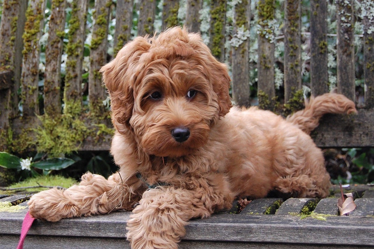 Labradoodle mini discount near me