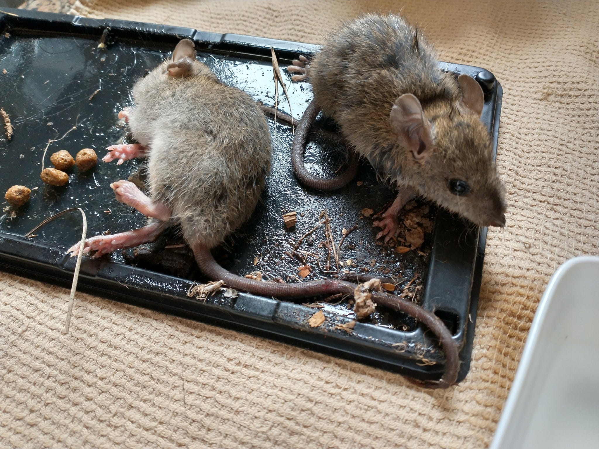 Mouse trap deals unblocked