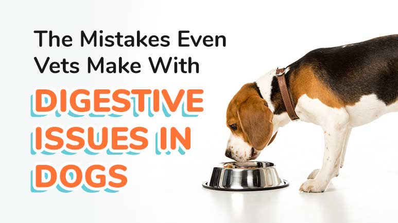 Dog food for deals dogs with gastrointestinal problems
