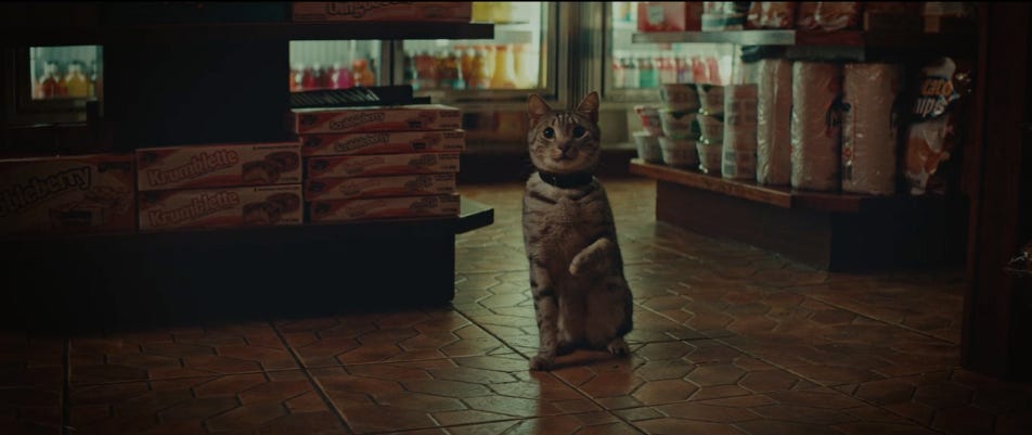 Commercial cat outlet