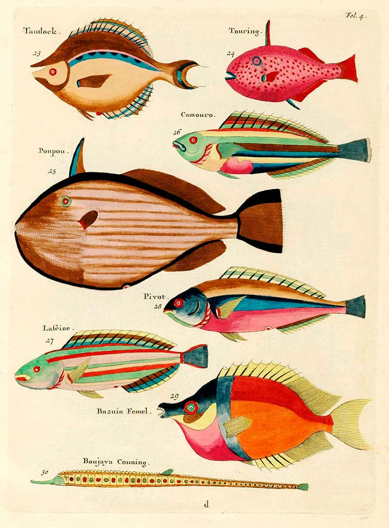 Carson tropical fish top