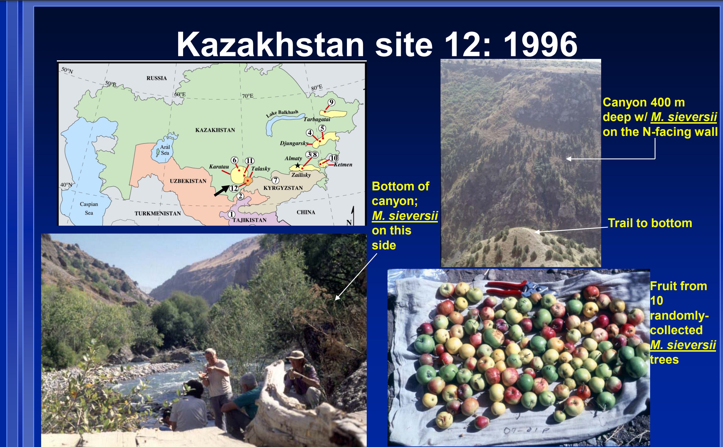 The Wild Apples of the Tian Shan Mountains