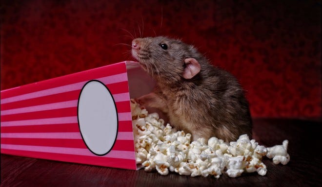 Top 5 Rat Movies I Made Up by John Paul Brammer