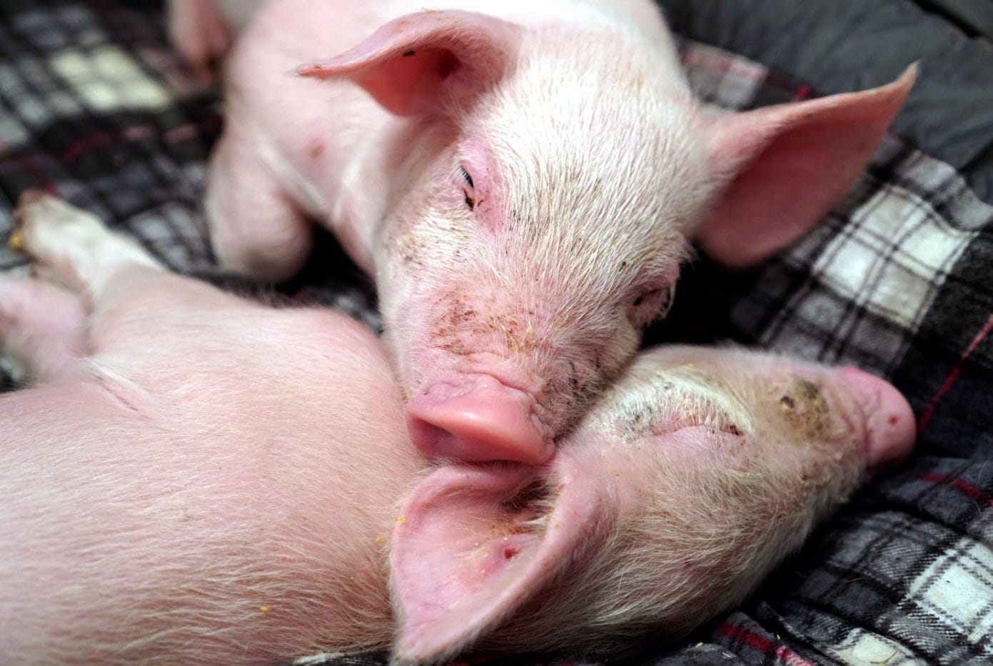 Some Updates - - by Jessica Rath