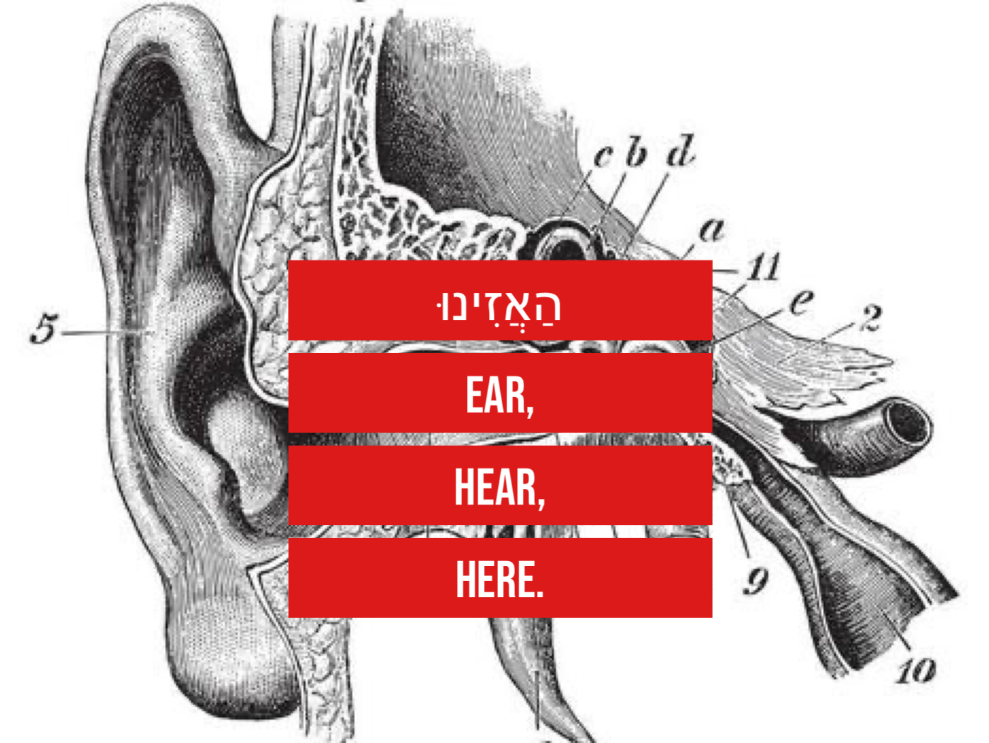 Ear, Hear, Here. by Amichai LauLavie (he/him)