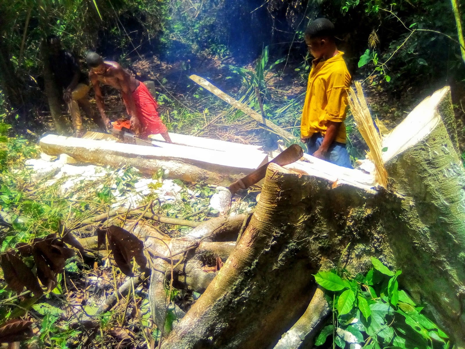 How ignorance, poverty drive illegal logging, deforestation in Ekiti ...
