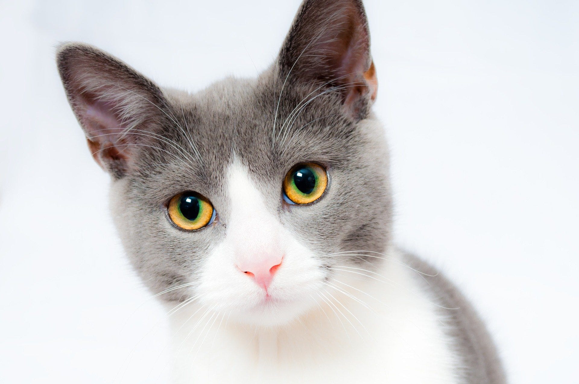 Oatmeal store the cat