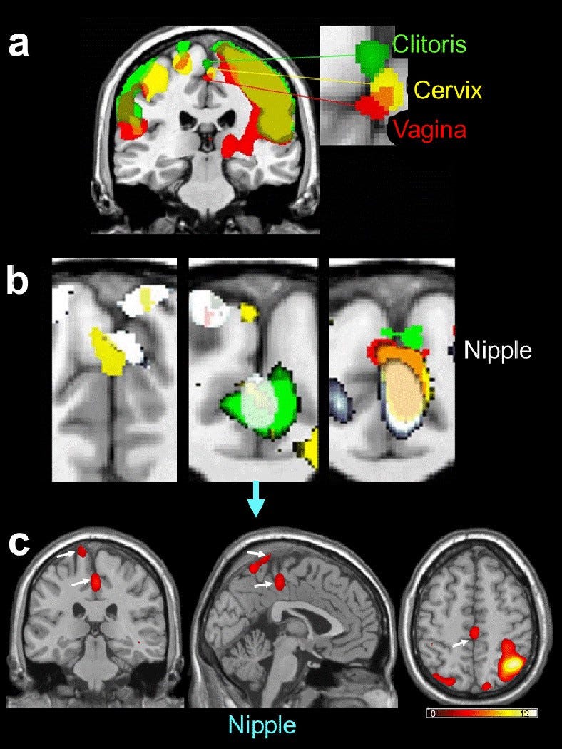 Neuroscience Reveals The Parts Of The Brain Responsible For Sexual Arousal And Orgasm 7054