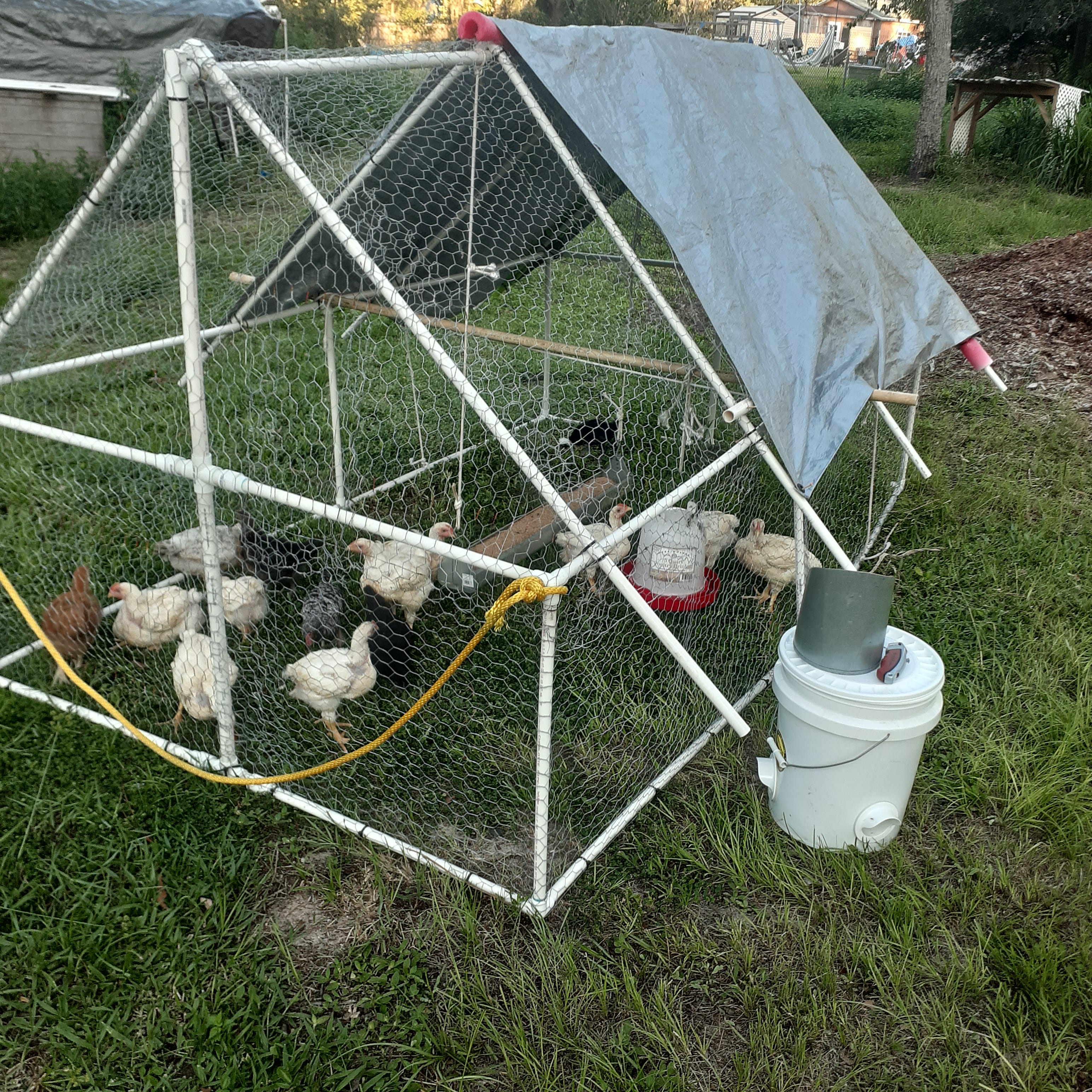 Why I Now Prefer Meat Birds to Meat Rabbits