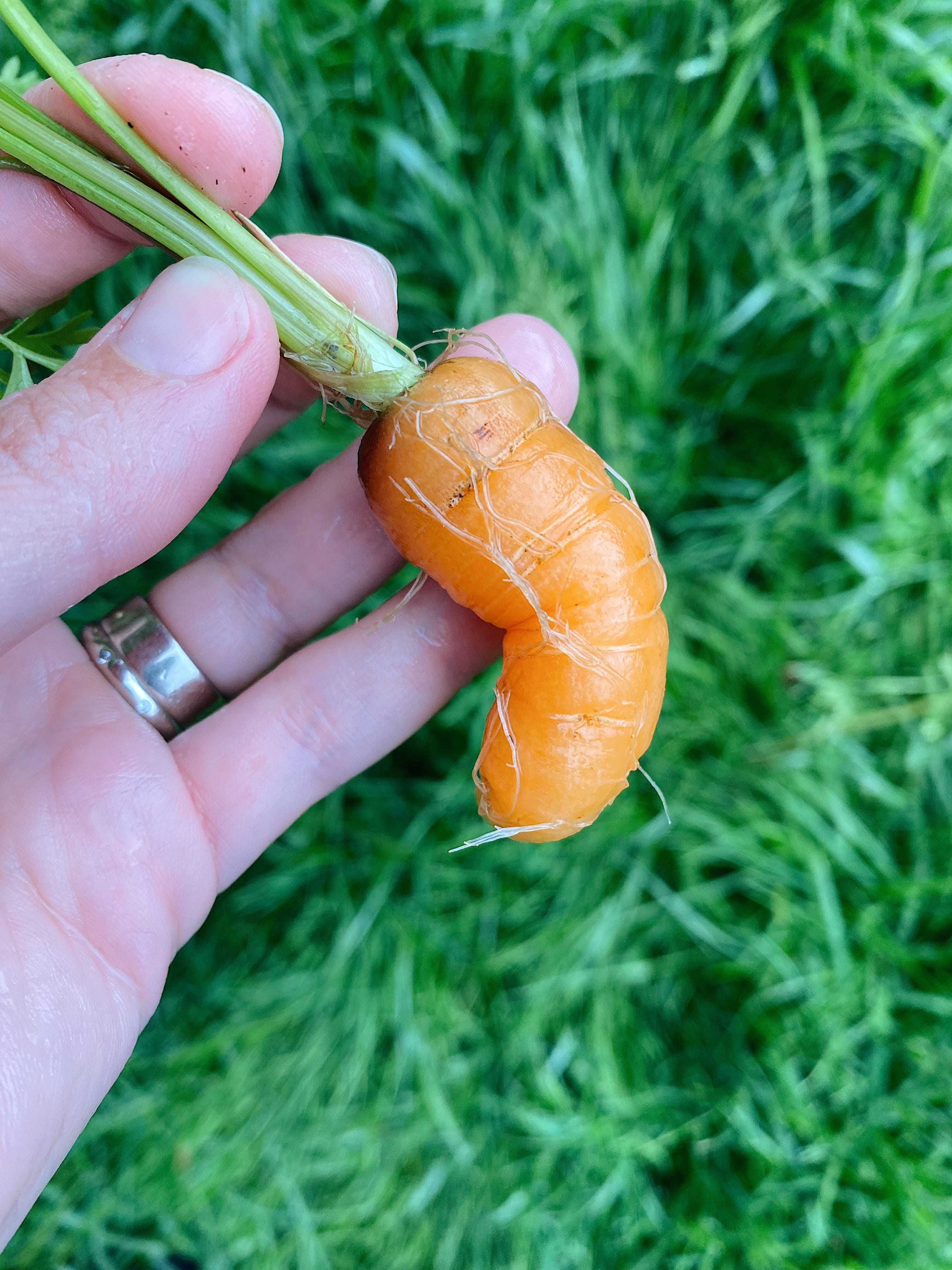 The first carrot by Ashley Rodriguez Fireside