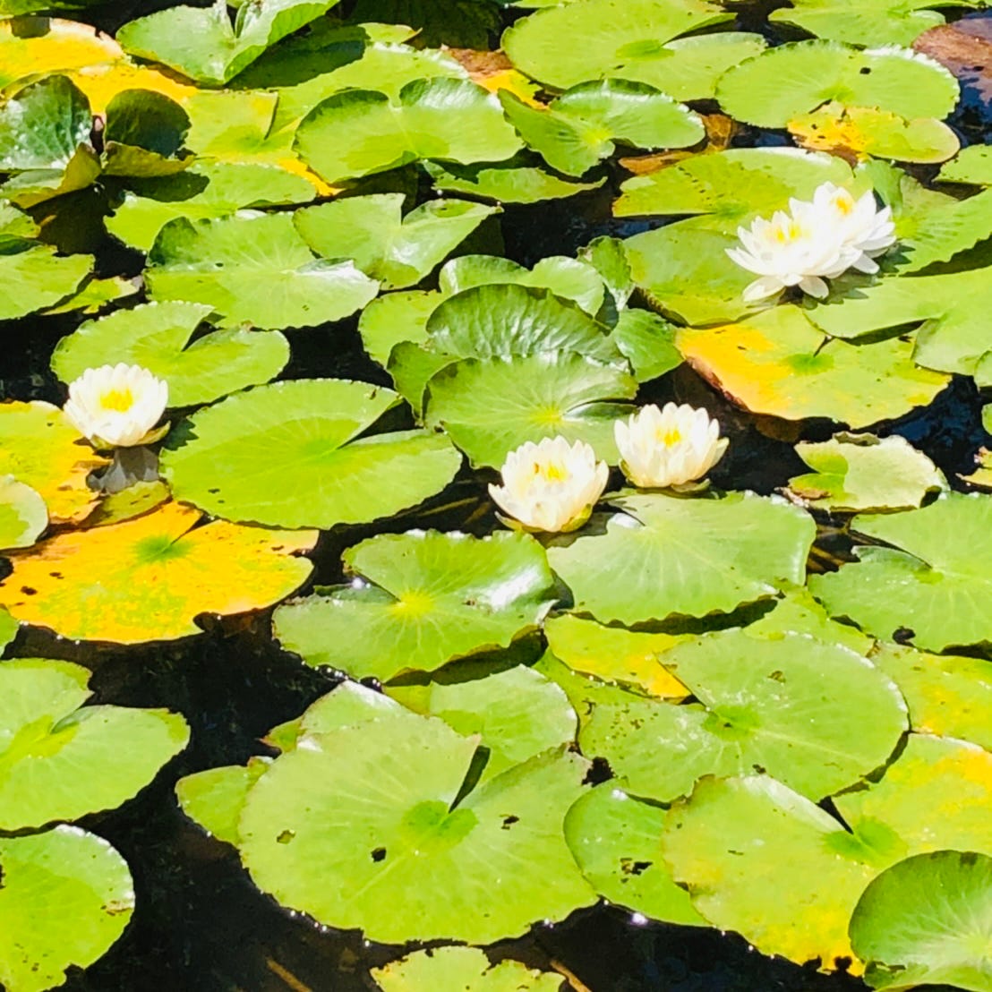 ハックルベリー・フィンの冒険」を読みましたか？』 こたつむりママのほっこりタイム