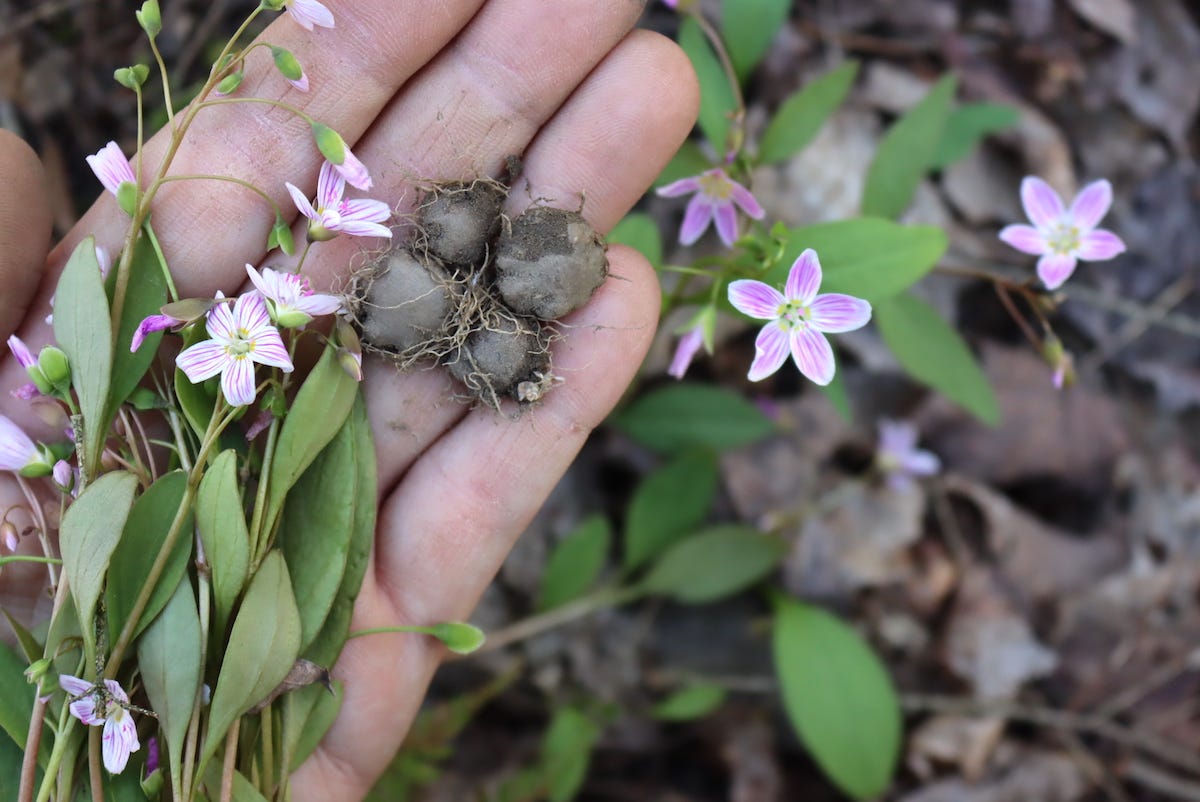Spring Foraging (Beyond the Basics) - by Ashley Adamant