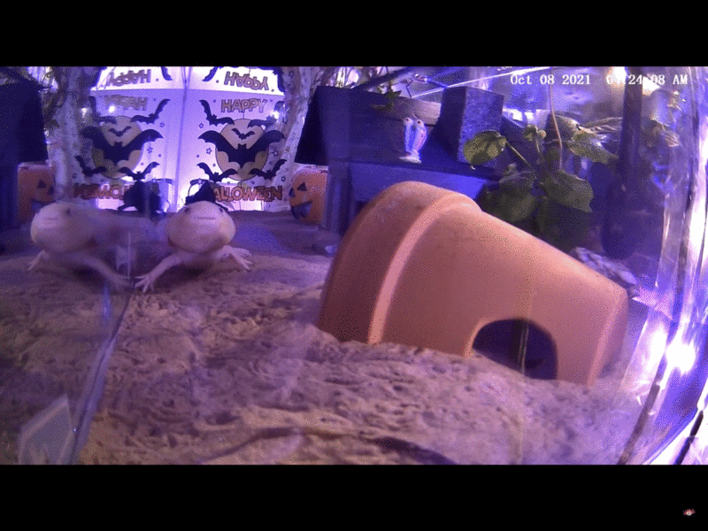 New Science Song Brownian Emotion