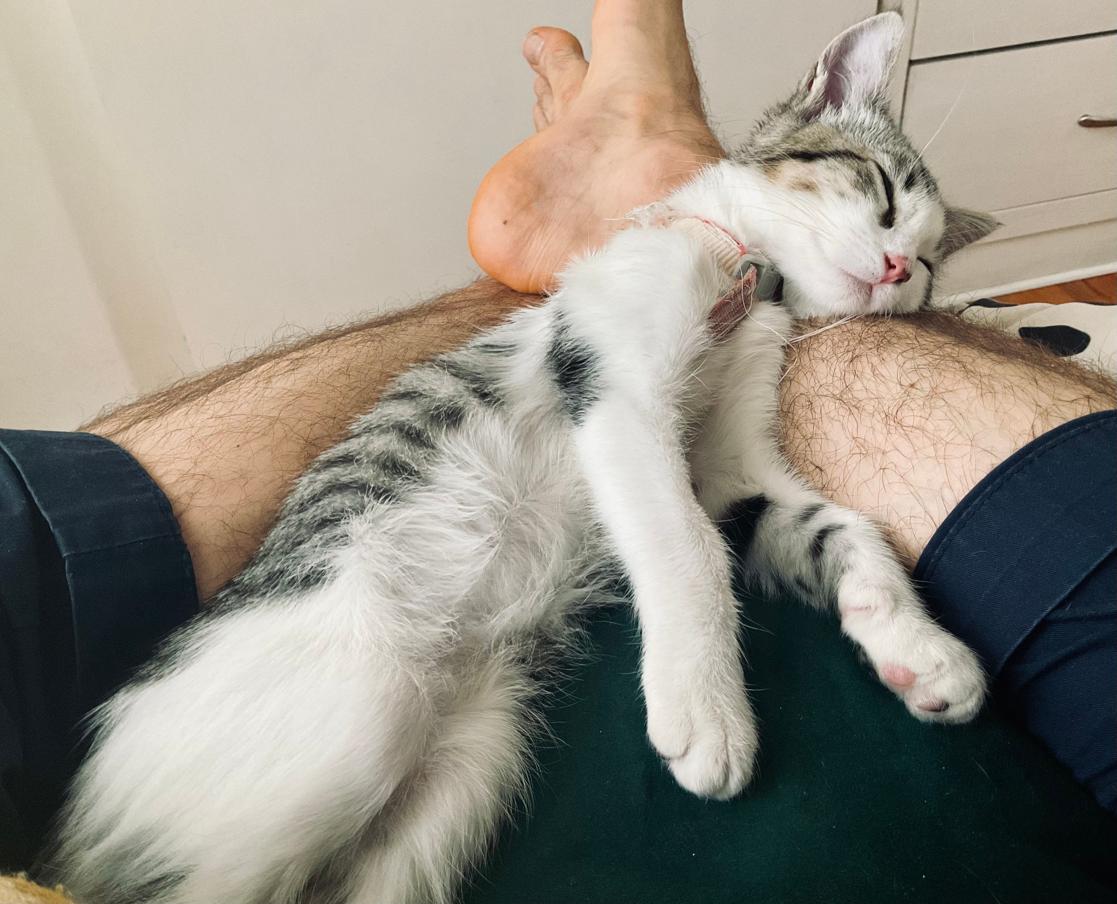Why Cats Don’t Need LinkedIn REMIND