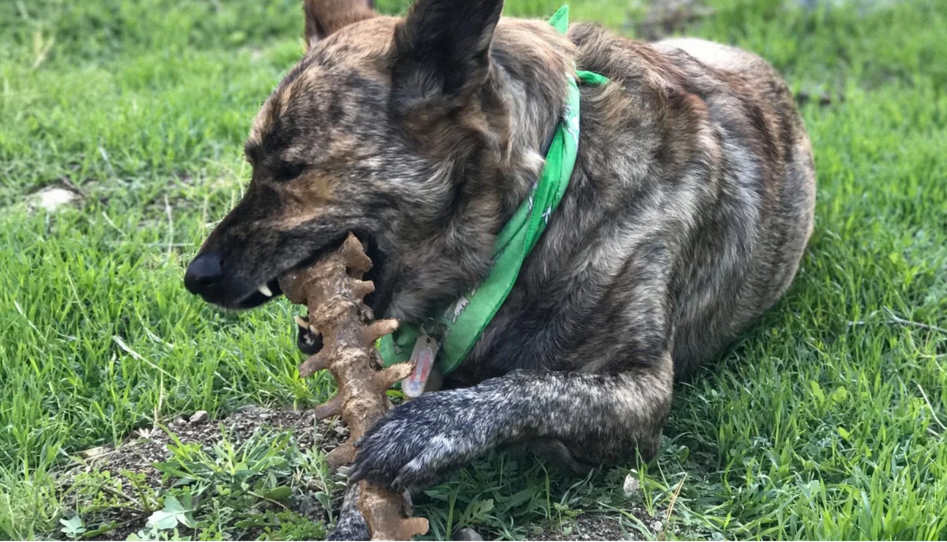 Partial raw hotsell diet dogs