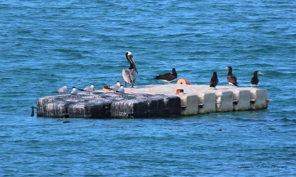 TS Fiona Passes - by Jackie Cestero - Wild Side News