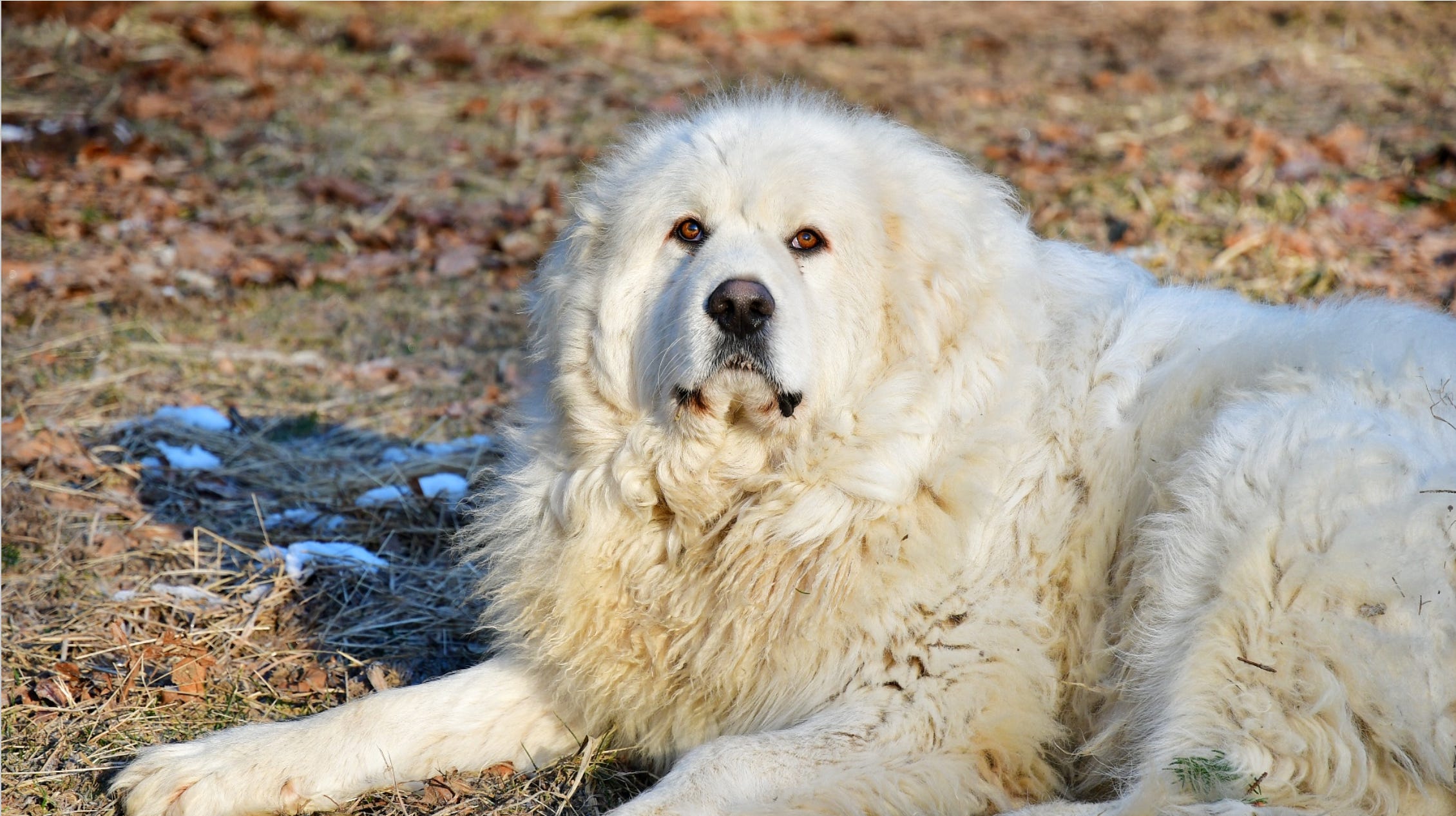 Great pyrenees containment hotsell