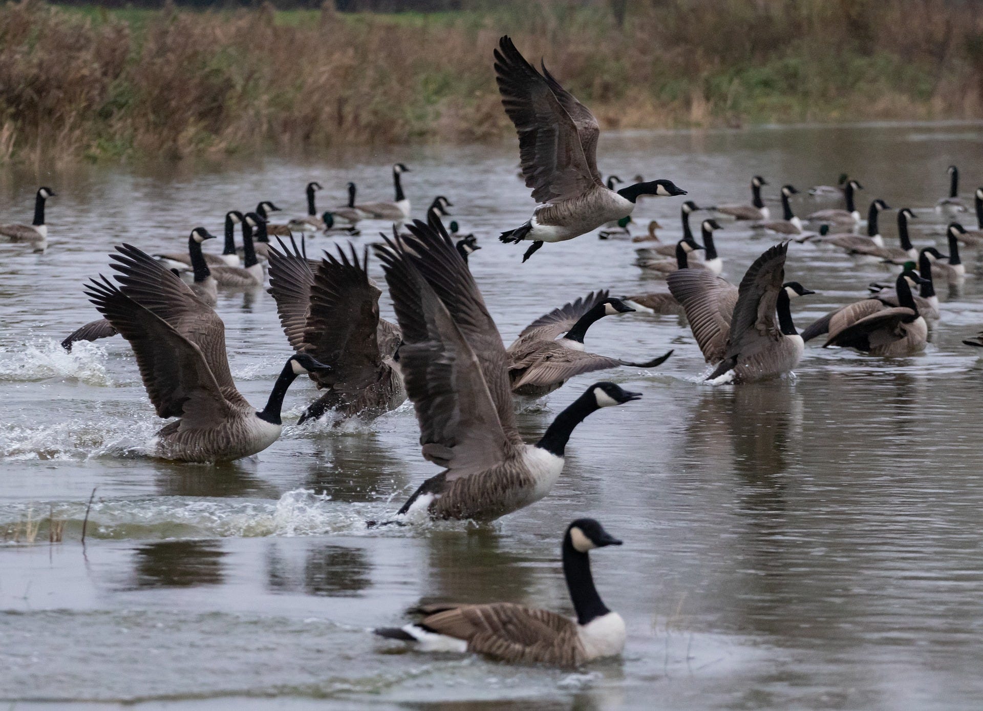 960K project seeks answers to human goose conflicts