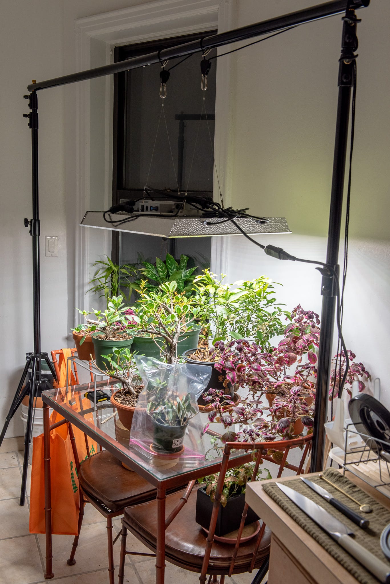 My indoor bonsai setup, part 1 - by Max Falkowitz