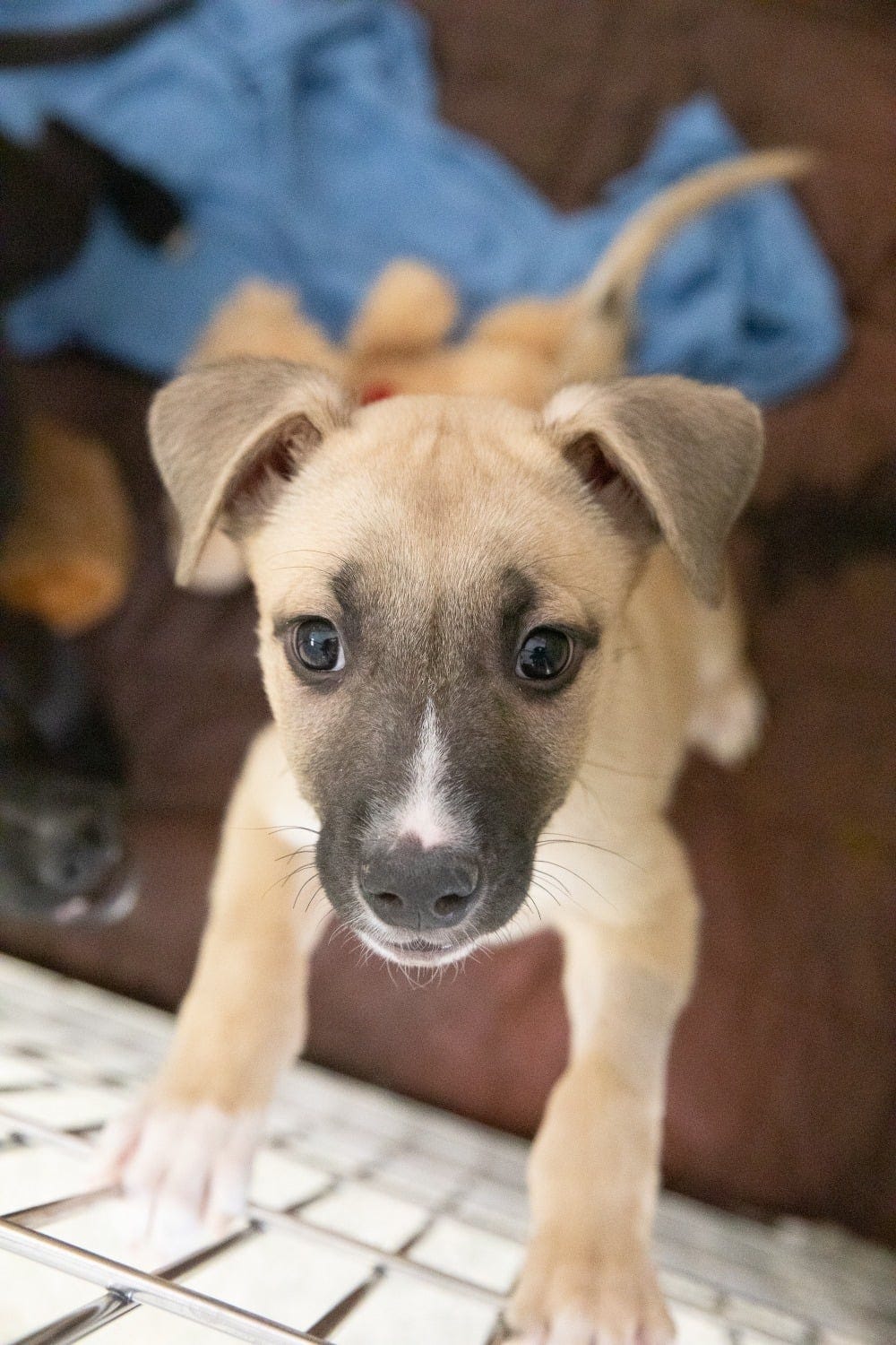 Is There a Great American Dog Shortage?