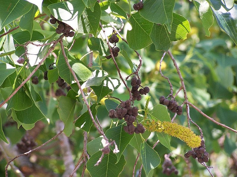 Florida's Invasive Species Chinese Tallow Tree