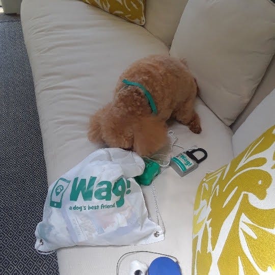 Wag! dog walkers, beware of scammers