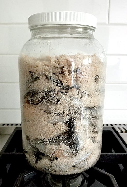 Fish Sauce from Scratch—Part One - by Leela Punyaratabandhu