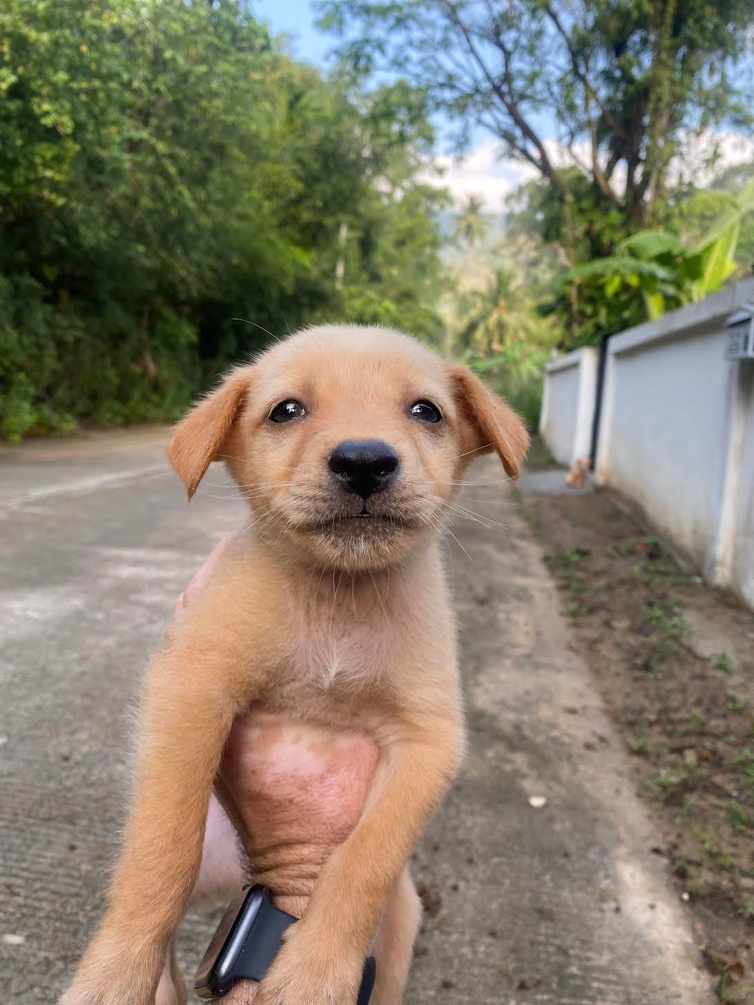 Why Puppies Are Bad by Niall Harbison 10 000 Dogs