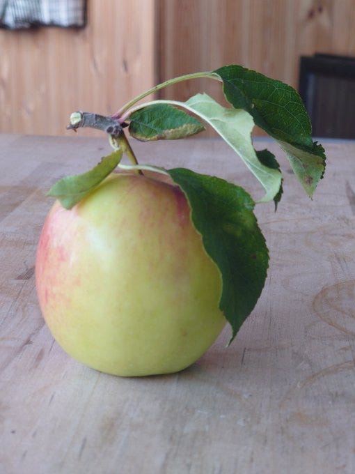 Apple, marjoram and ricotta cake with burnt honey glaze