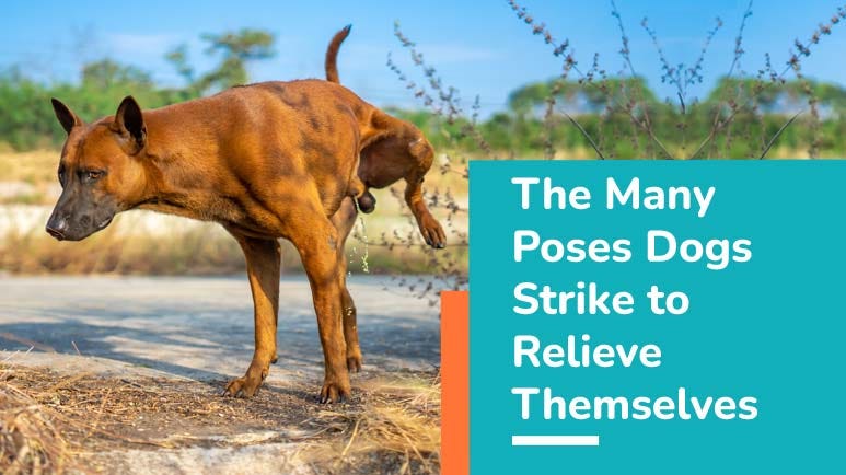 Male dog peeing on everything cheap