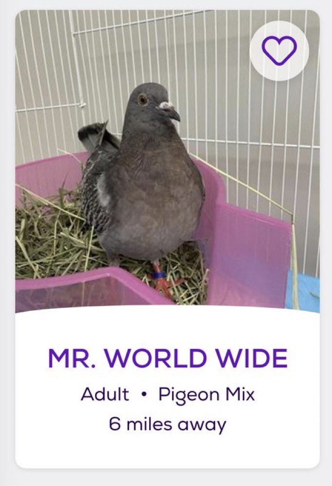 Petfinder me 2024