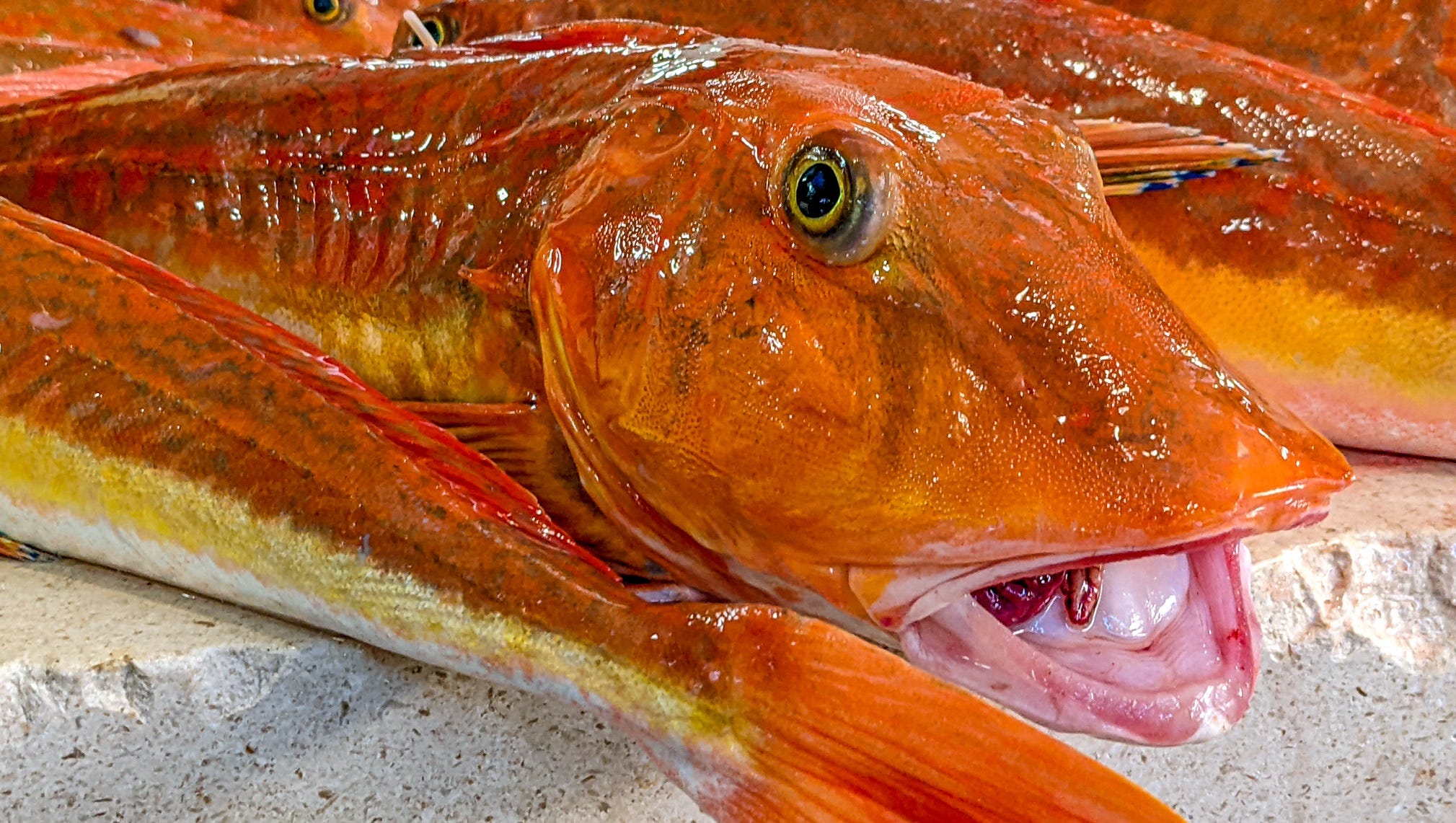 The Croatian Fish Market: The Fish Speak!