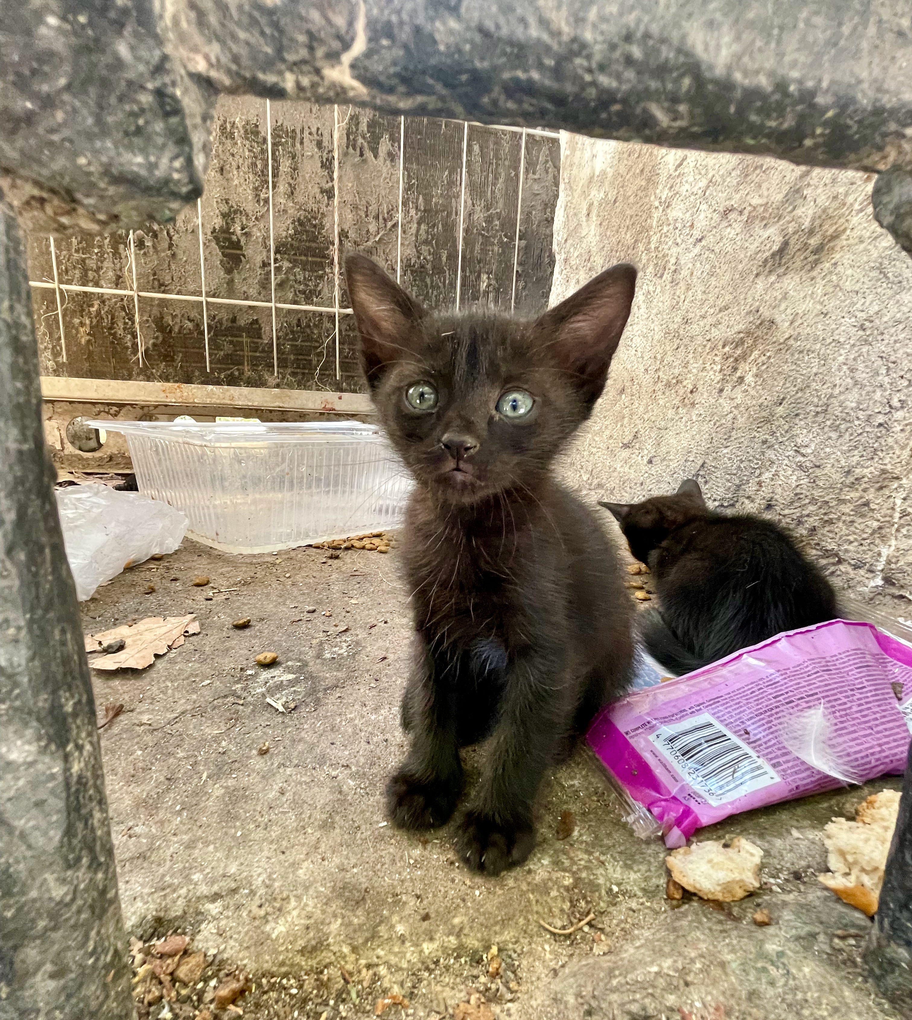 The Cats and Dogs of Istanbul