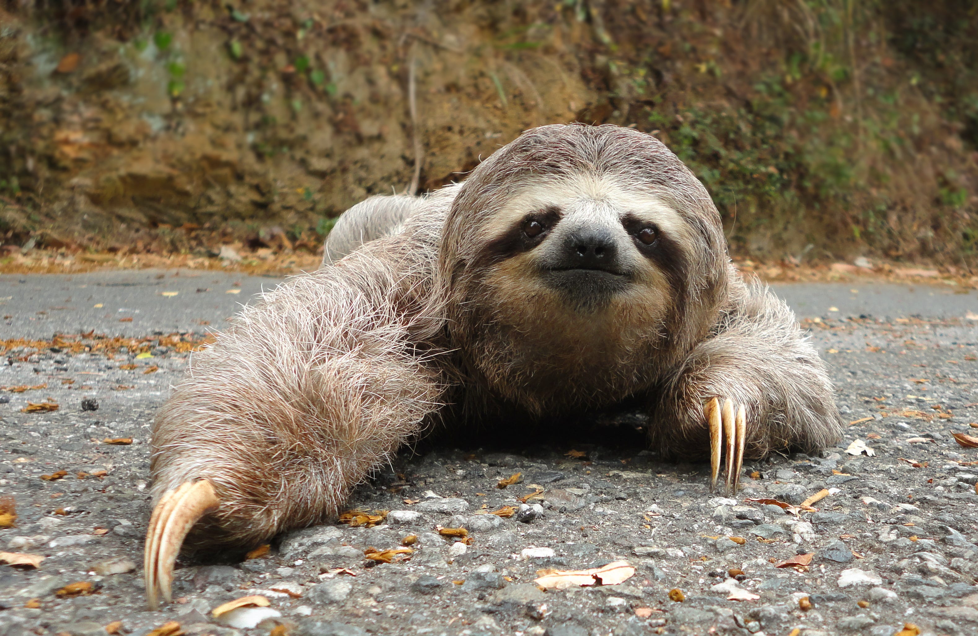 Decentralizing the Sloth -- Organize Technology and IT to Increase Tempo