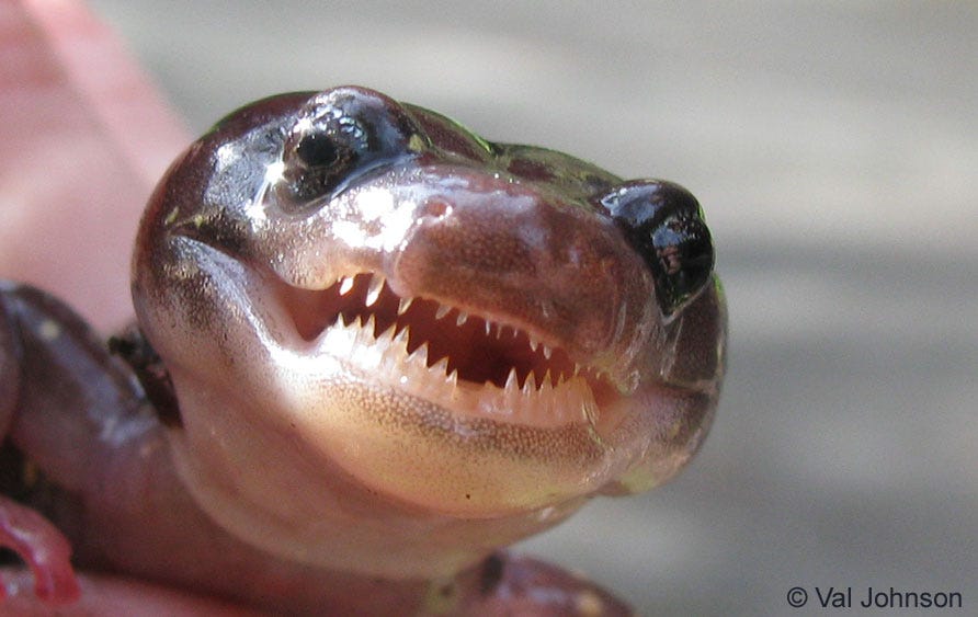 The Man, The Myth, The Salamander - by Roger’s Bacon