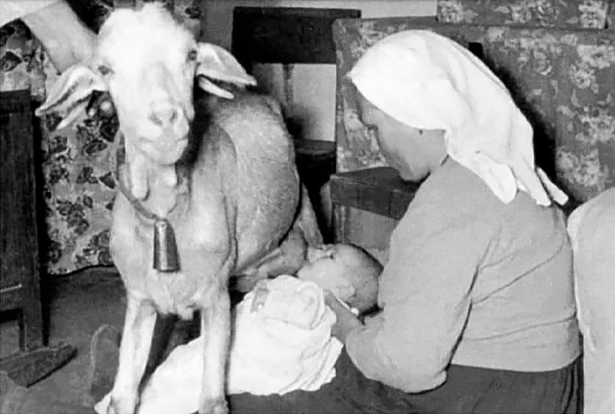 Goat milk sales formula walmart