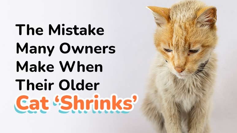 Bonito flakes for sales cats with kidney disease