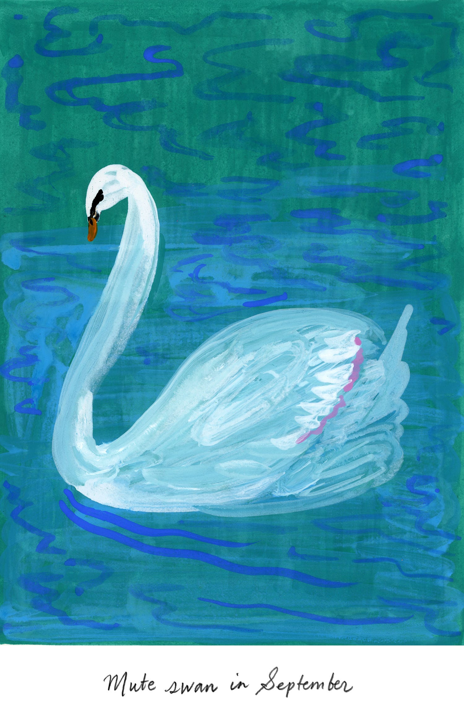 Wild Life / mute swan by Amy Jean Porter Wild Life