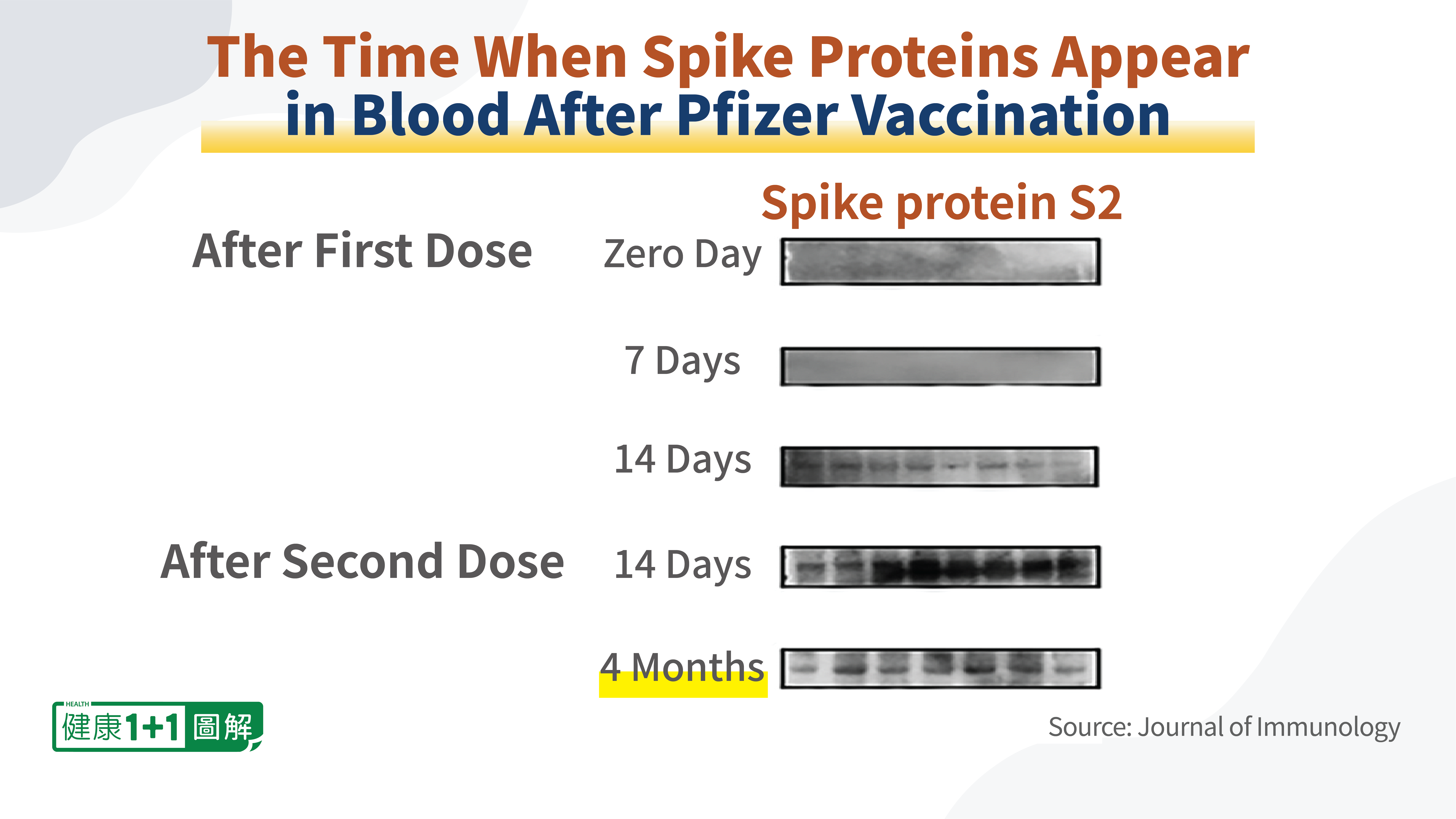 spike protein shedding