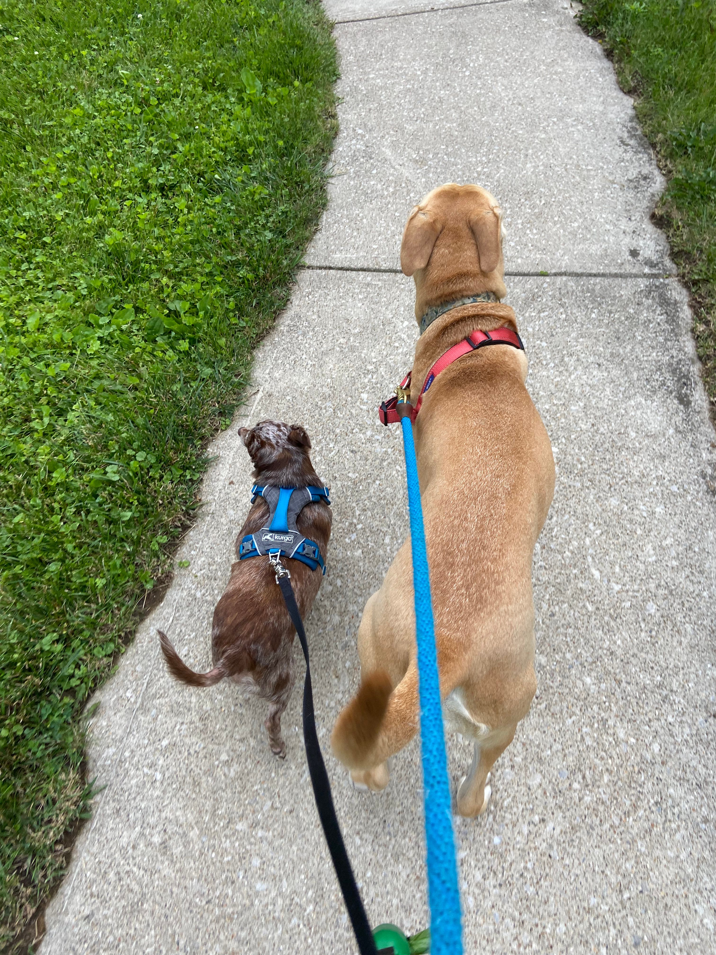 Julius caesar on sale dog harness