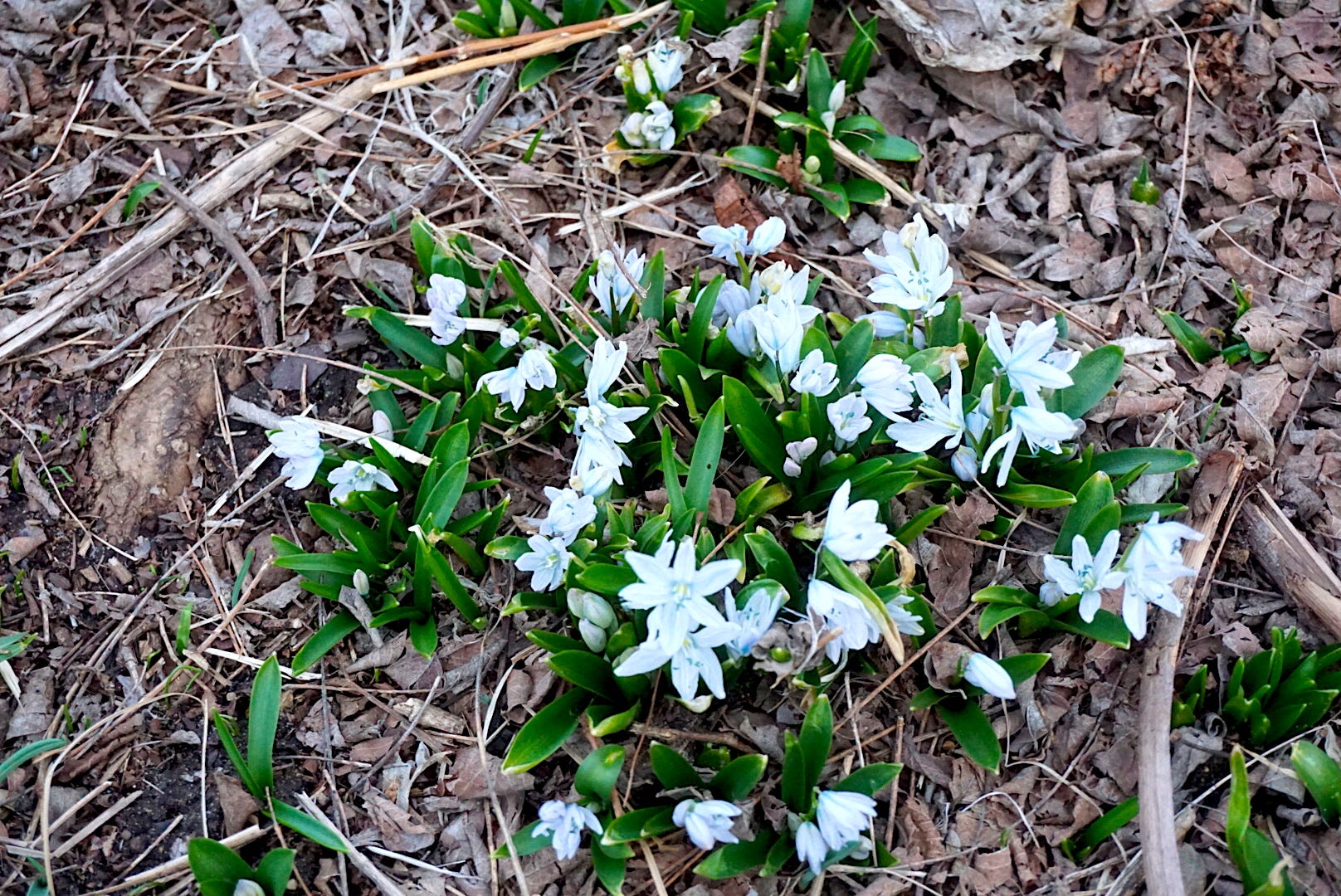 Successful Local Herb Farm for Sale by Bob Benenson