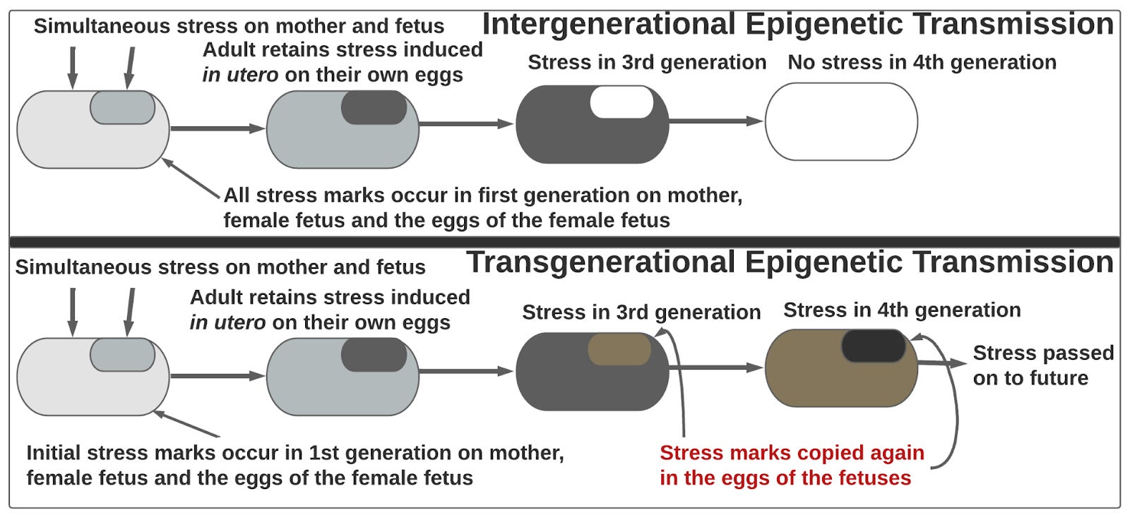 intergenerational trauma epigenetics