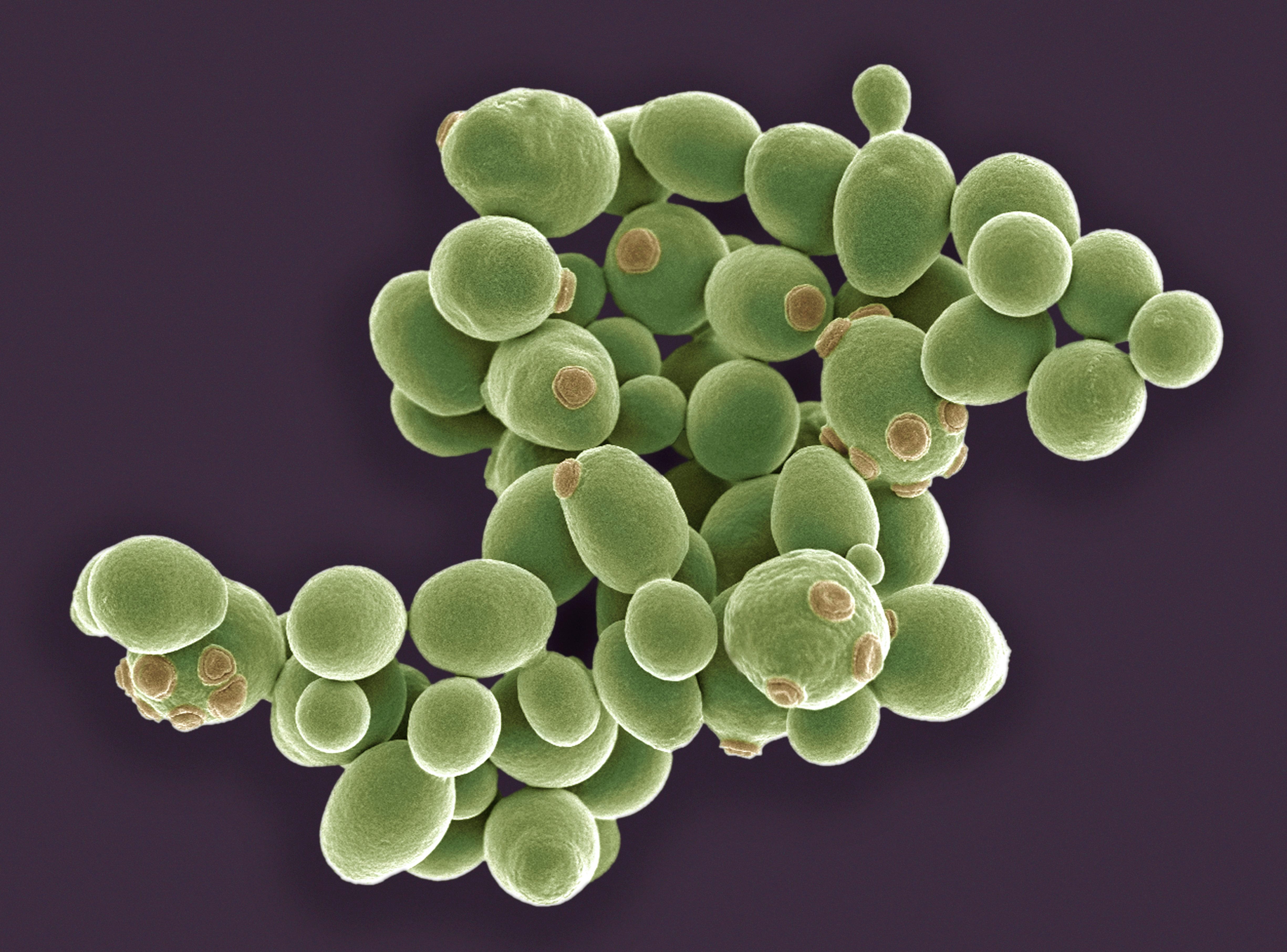 Дрожжи в биотехнологии. Дрожжи Saccharomyces cerevisiae. Сахаромицеты cerevisiae. Saccharomyces cerevisiae микроскоп. Пекарские дрожжи Saccharomyces cerevisiae.